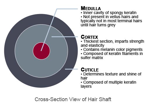 What is Hair?