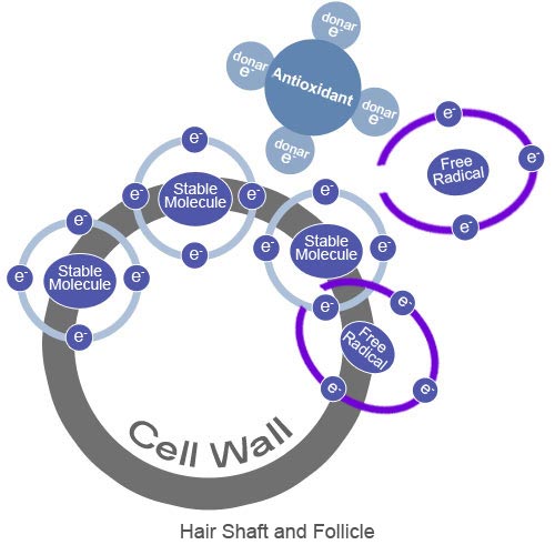 Figure6_Free_Radical_Damage_Contributes_to_Hairloss