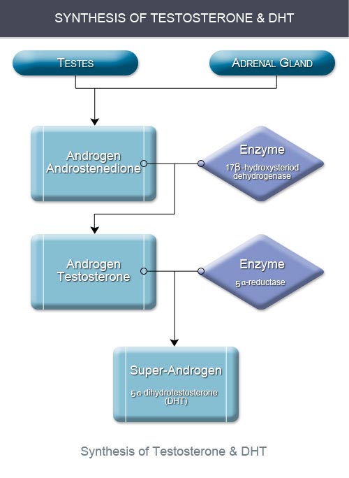 Figure7_SynthesisofTestosteroneandDHT