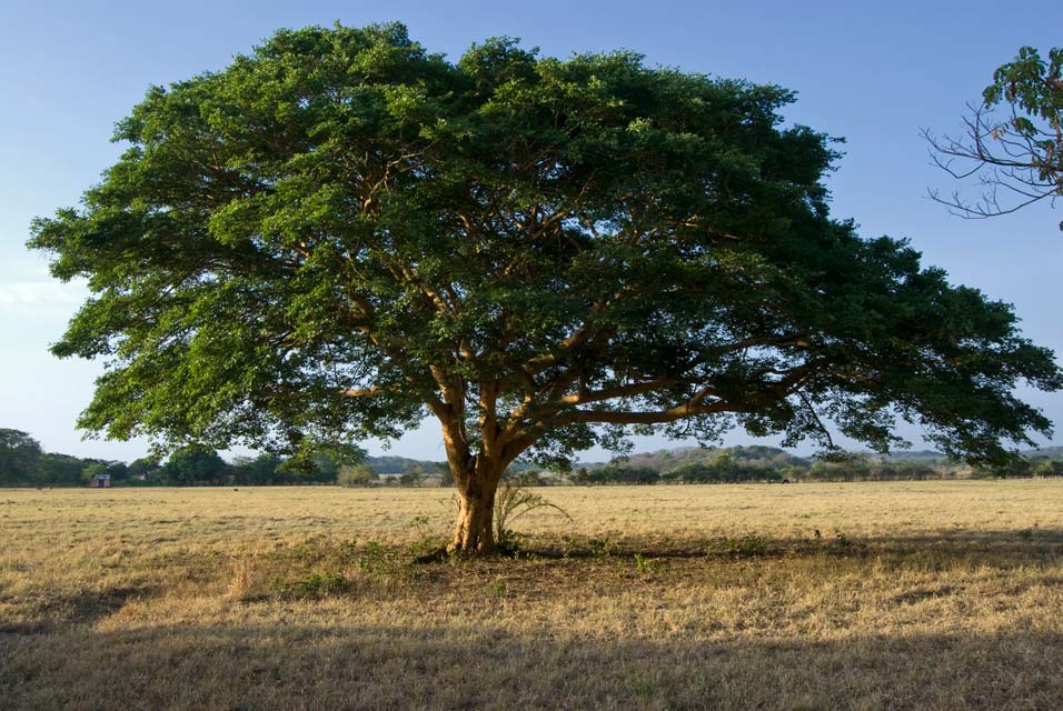 Copaiba Syphilis Treatment Essential oils from the copaiba tree is a traditional herbal treatment for syphilis.