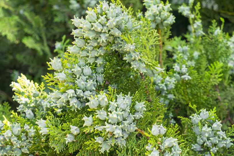 Chinese Cedar The volatile oil from Biota orientalis, also known as Chinese Cedar, is used by TCM to help treat hair loss.